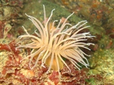 Anemone, Isle of Skye, May 2008, I Crampton.jpg
